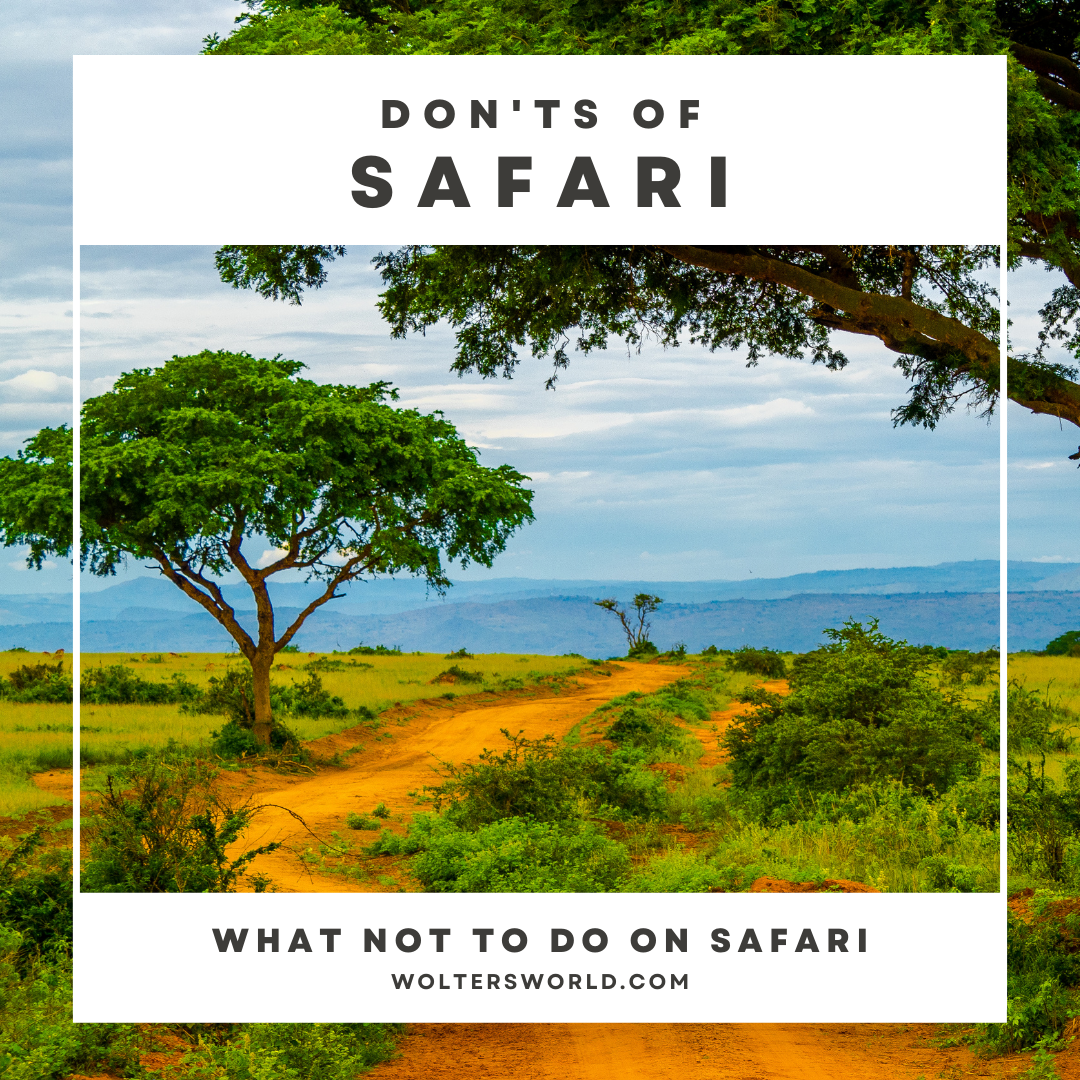 safari tips